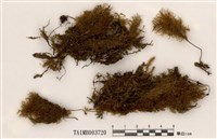 藏品(樹平苔屬)的圖片